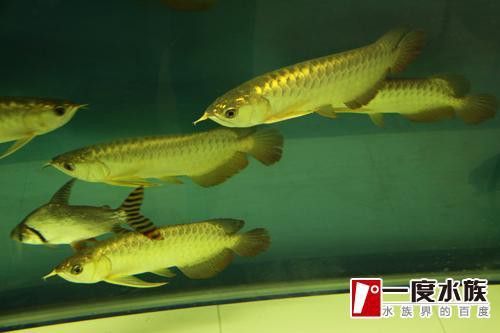 皇宮紅龍魚證書查詢