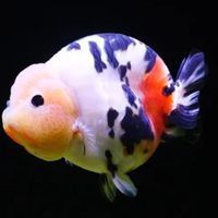 金龍魚膽子小最忌三種魚 金龍魚膽子小最忌三種魚 龍魚百科 第15張