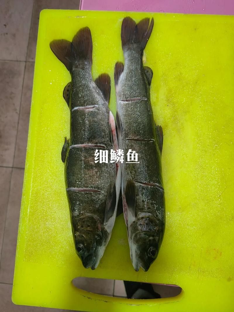 呼倫貝爾龍魚養殖基地