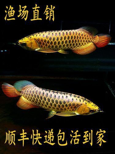 金龍過背高背的正確圖片