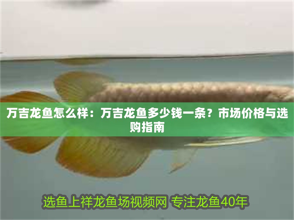 萬吉龍魚怎么樣：萬吉龍魚多少錢一條？市場價格與選購指南 萬吉龍魚怎么樣：萬吉龍魚多少錢一條？市場價格與選購指南 龍魚百科 第1張