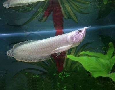 金龍魚最大能長多長的魚：金龍魚在野外的最大體長可以達(dá)到1米