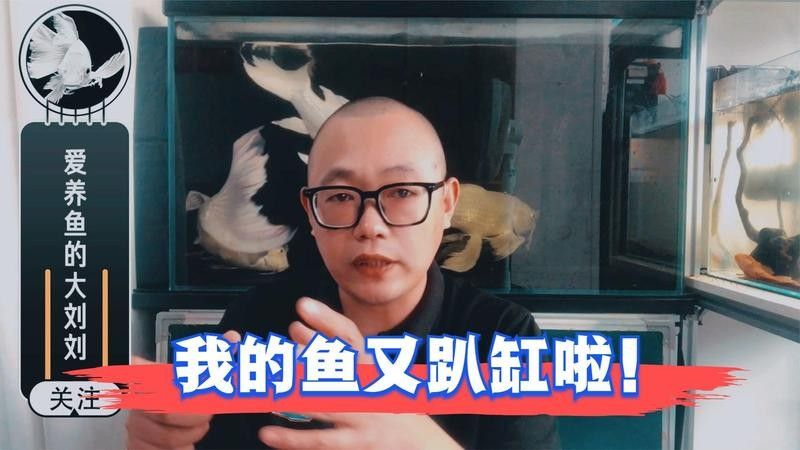銀龍魚老是頂魚缸蓋怎么回事
