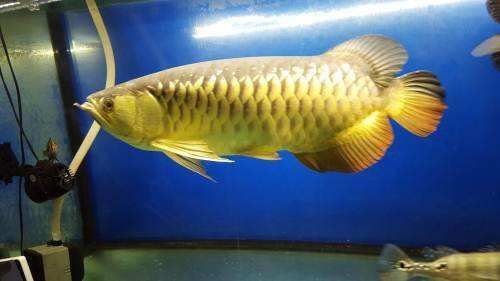 金龍魚(yú)可以食用嗎？