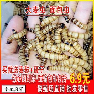 40公分龍魚喂多大的大麥蟲好（關(guān)于龍魚的尺寸對喂食大麥蟲的影響有資料提到，有資料提到）