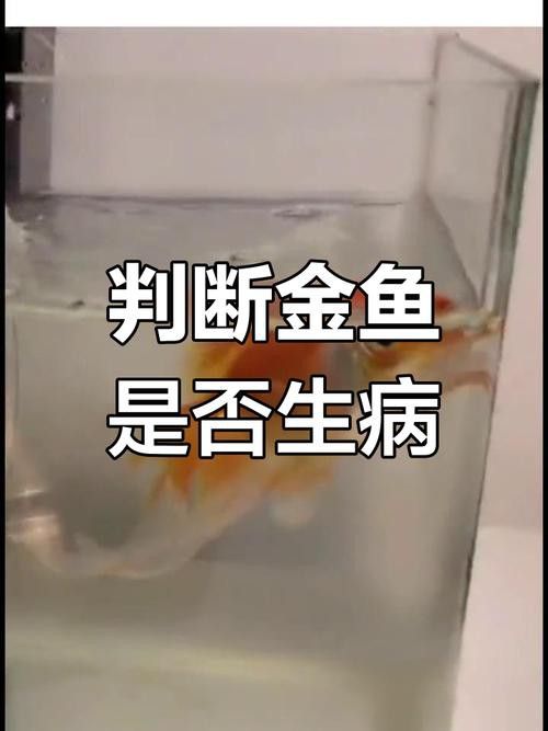 金龍魚肚皮發(fā)白是什么原因