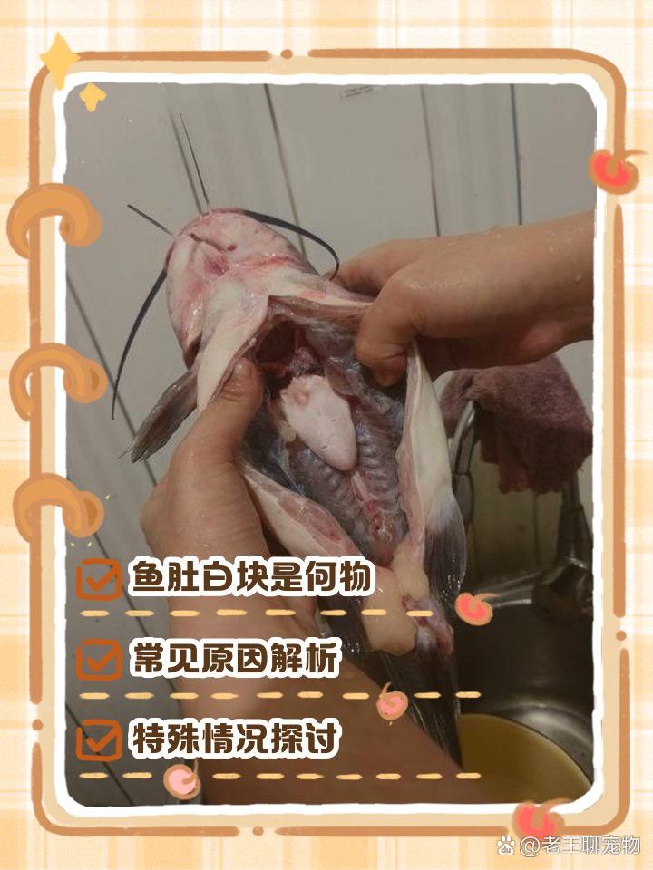 金龍魚肚皮發(fā)白是什么原因
