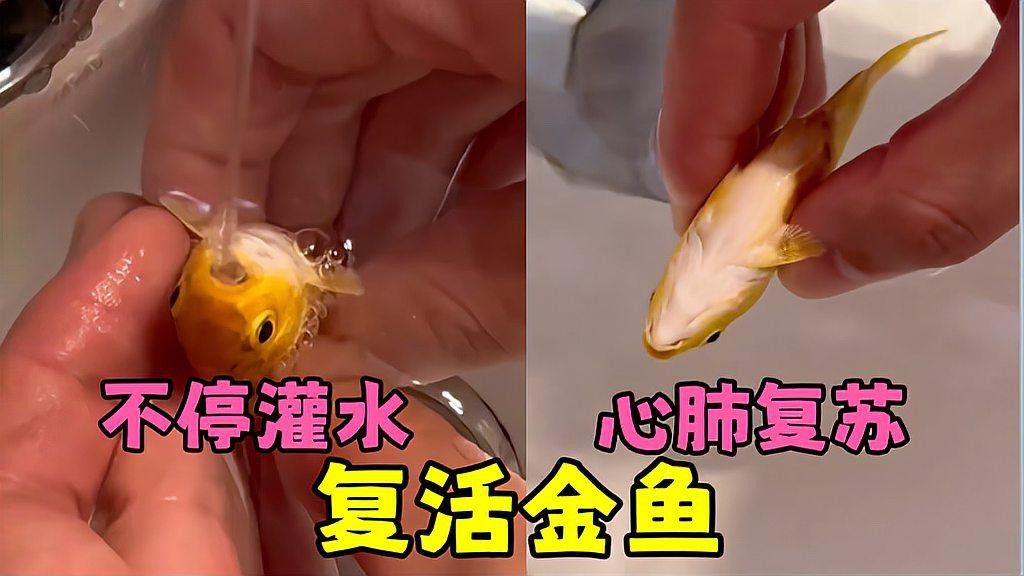 金龍魚肚皮發(fā)白是什么原因