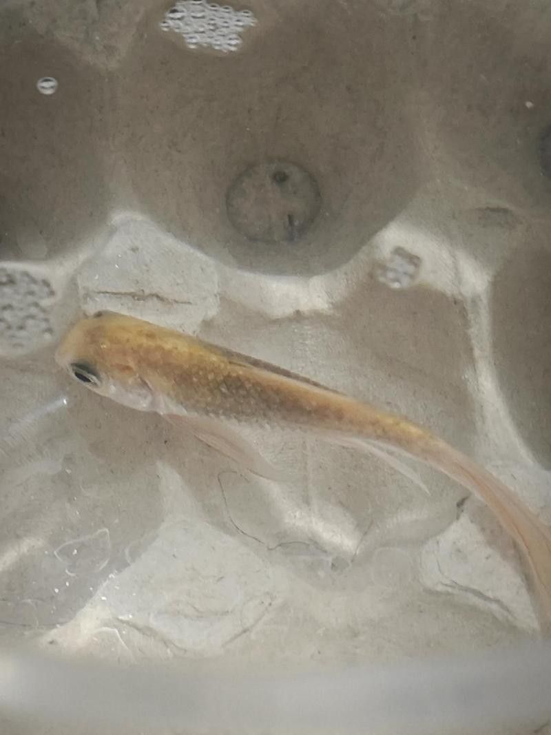 金龍魚肚皮發(fā)白是什么原因