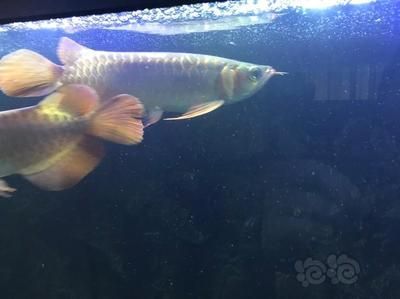 龍魚狀態不好怎么處理：當龍魚的狀態不好時 龍魚狀態不好怎么處理：當龍魚的狀態不好時 龍魚百科 第3張
