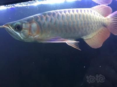 龍魚狀態不好怎么處理：當龍魚的狀態不好時 龍魚狀態不好怎么處理：當龍魚的狀態不好時 龍魚百科 第2張