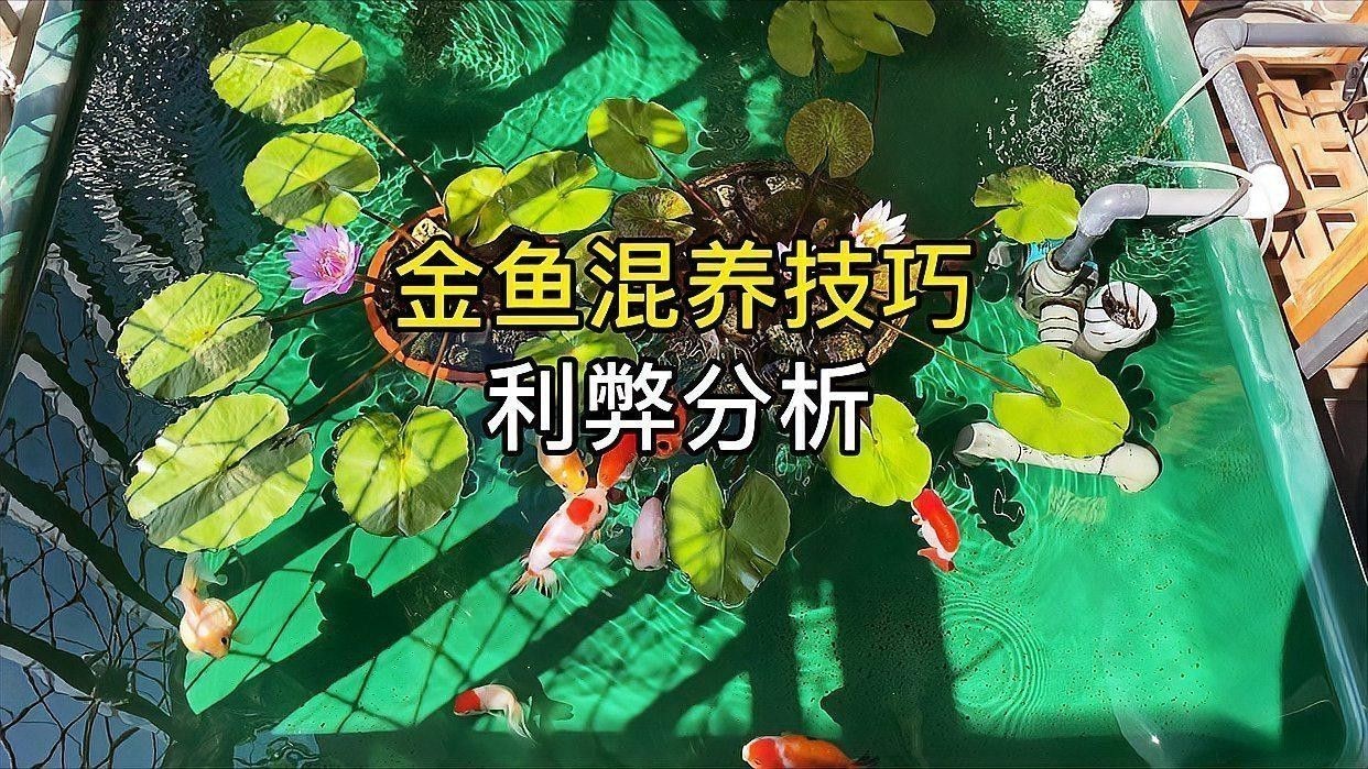 金魚(yú)和龍魚(yú)混養(yǎng)掉色