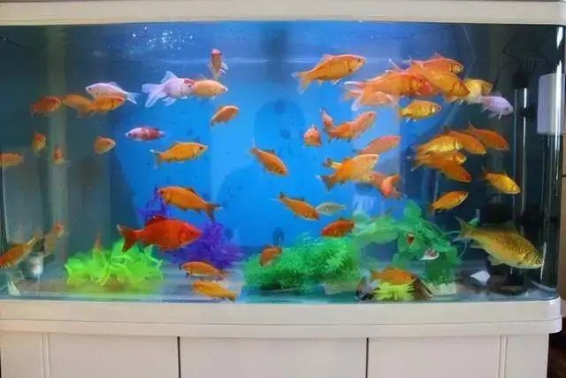 金魚(yú)和龍魚(yú)混養(yǎng)掉色