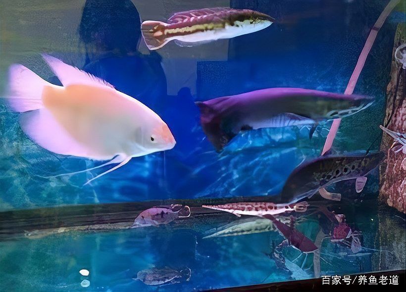 金魚(yú)和龍魚(yú)混養(yǎng)掉色
