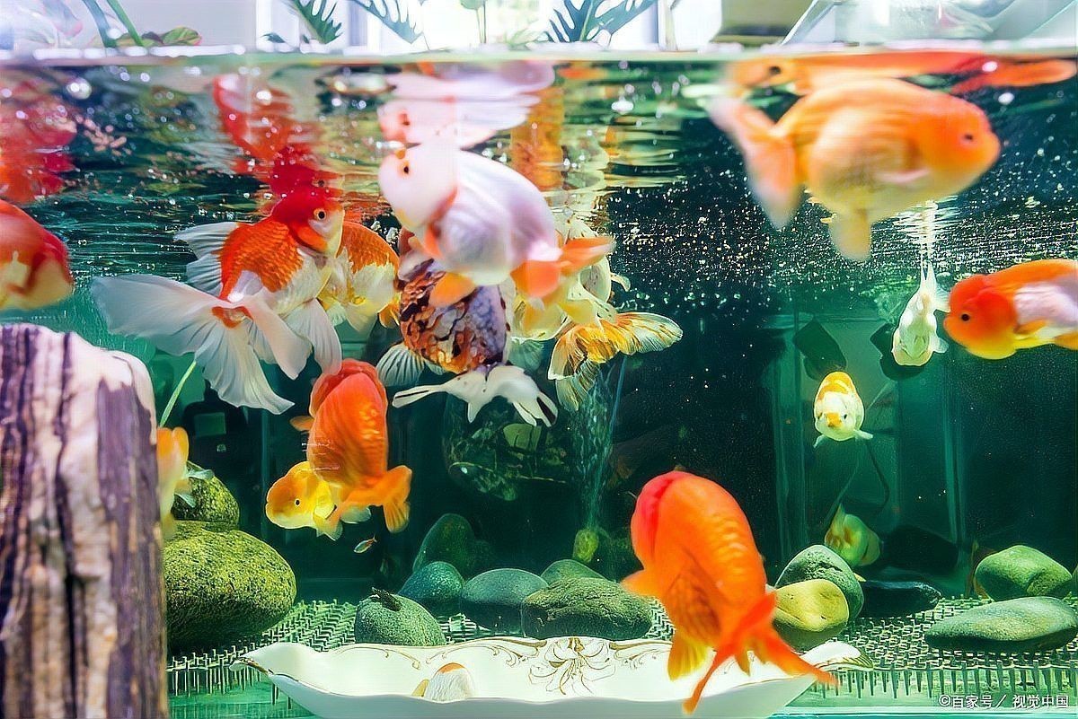 金魚(yú)和龍魚(yú)混養(yǎng)掉色