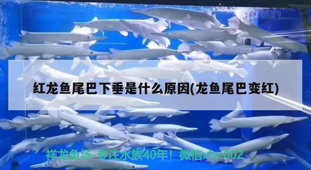 龍魚魚尾下垂是什么原因造成的：龍魚魚尾下垂可能由多種因素引起