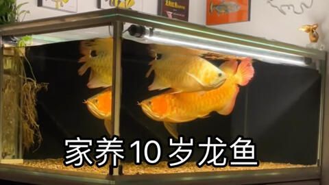 紅龍魚母魚有蛋會憋死嗎？：紅龍魚母魚在產(chǎn)卵后有可能因為無法排出卵而面臨憋死的風(fēng)險 紅龍魚母魚有蛋會憋死嗎？：紅龍魚母魚在產(chǎn)卵后有可能因為無法排出卵而面臨憋死的風(fēng)險 龍魚百科 第3張