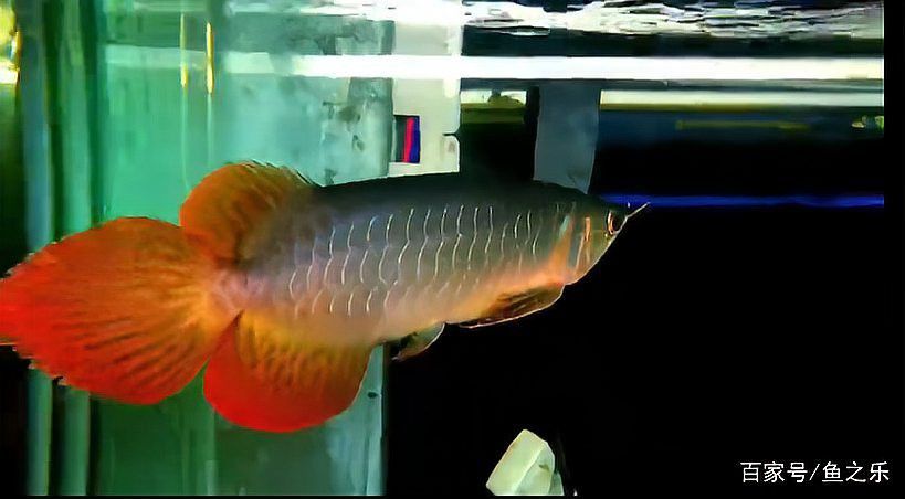 銀龍魚小時候吃什么飼料