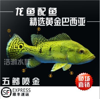 龍魚(yú)進(jìn)口流程圖，龍魚(yú)的進(jìn)口流程圖 龍魚(yú)進(jìn)口流程圖，龍魚(yú)的進(jìn)口流程圖 龍魚(yú)百科 第5張