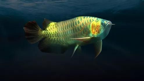 龍魚嚇著了怎么辦：如何處理龍魚受驚的一些問題 龍魚嚇著了怎么辦：如何處理龍魚受驚的一些問題 龍魚百科 第2張