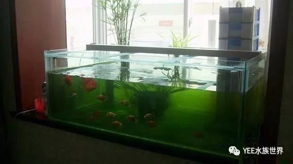 紅龍魚品種及圖片大全（紅龍魚品種介紹） 紅龍魚品種及圖片大全（紅龍魚品種介紹） 龍魚百科
