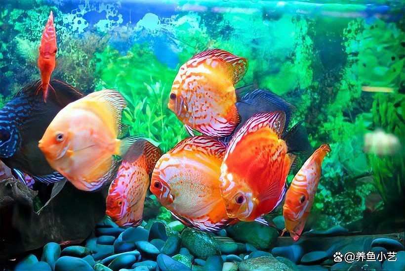 紅龍魚多久長大（關于紅龍魚的生長周期的一些詳細信息）