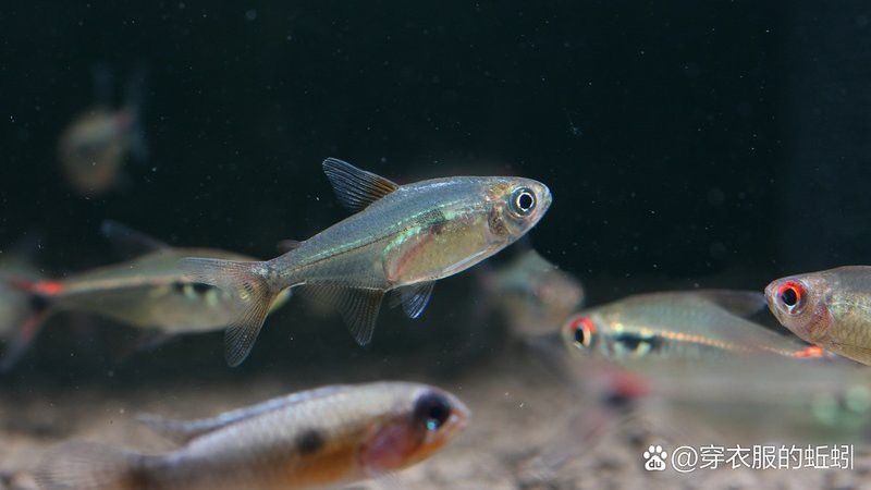 紅龍魚多久長大（關于紅龍魚的生長周期的一些詳細信息）