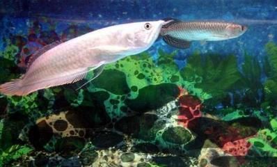 龍魚換水多了狀態不好：如何判斷龍魚是否適應水質，龍魚鰭片脫落的急救方法