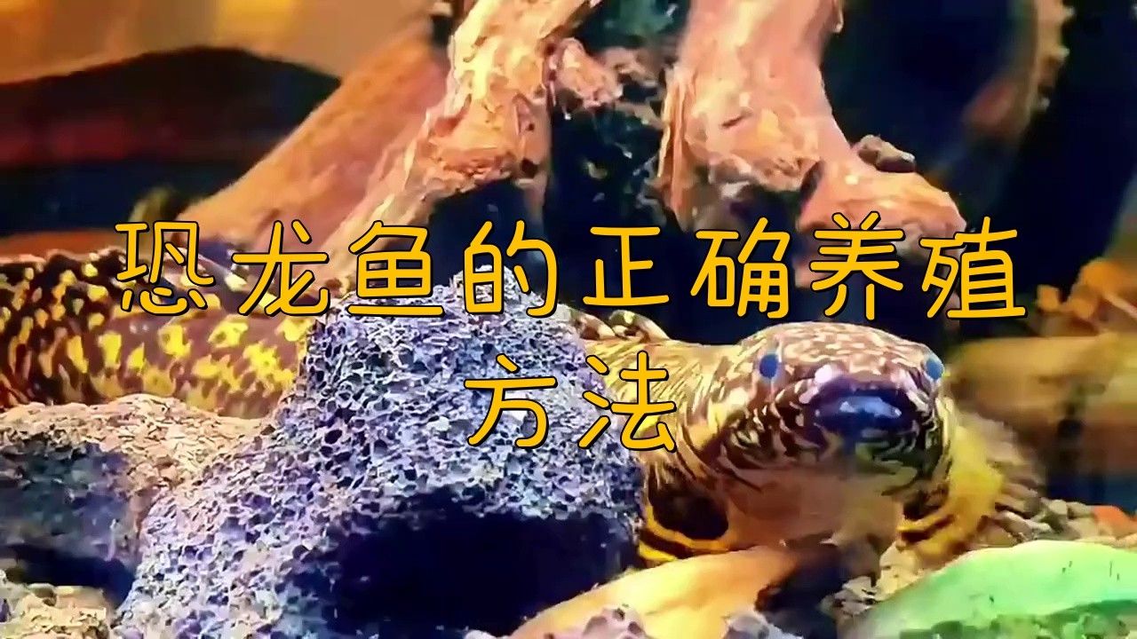 恐龍魚愛動(dòng)嗎怎么養(yǎng)