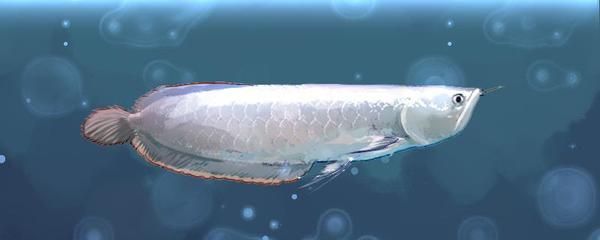 銀龍魚身體傾斜（銀龍魚身體傾斜可能由多種因素引起，養魚人士請注意）