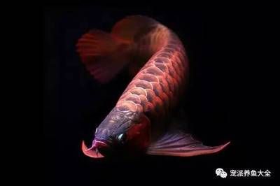 紅龍魚最適宜什么溫度（紅龍魚最佳水溫多少度？）