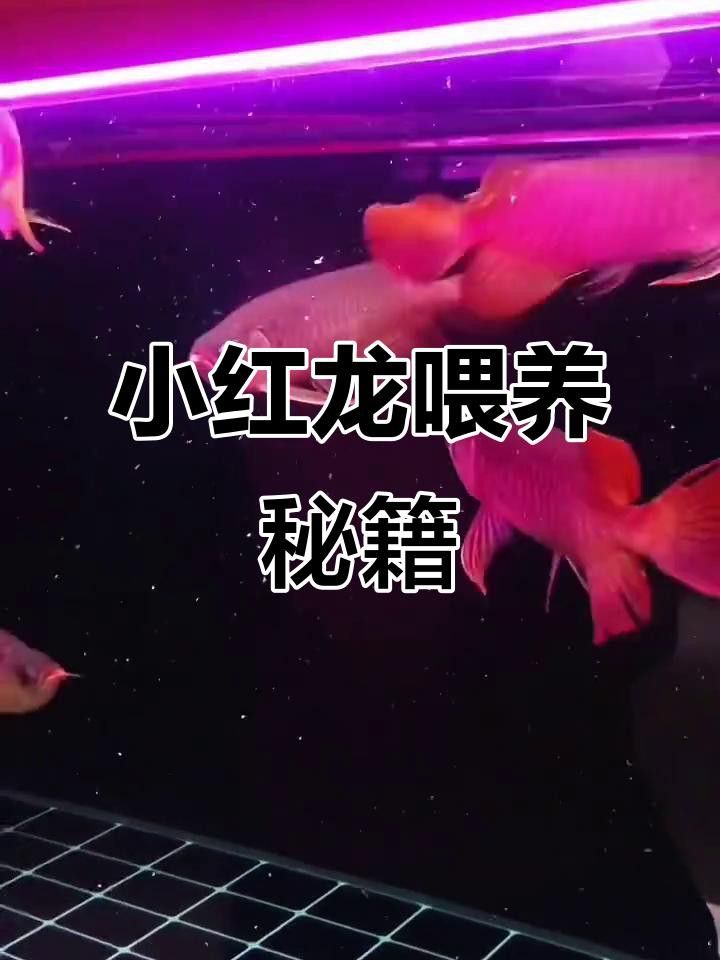 紅龍魚幼苗吃什么增色？ 紅龍魚幼苗吃什么增色？ 龍魚百科 第7張
