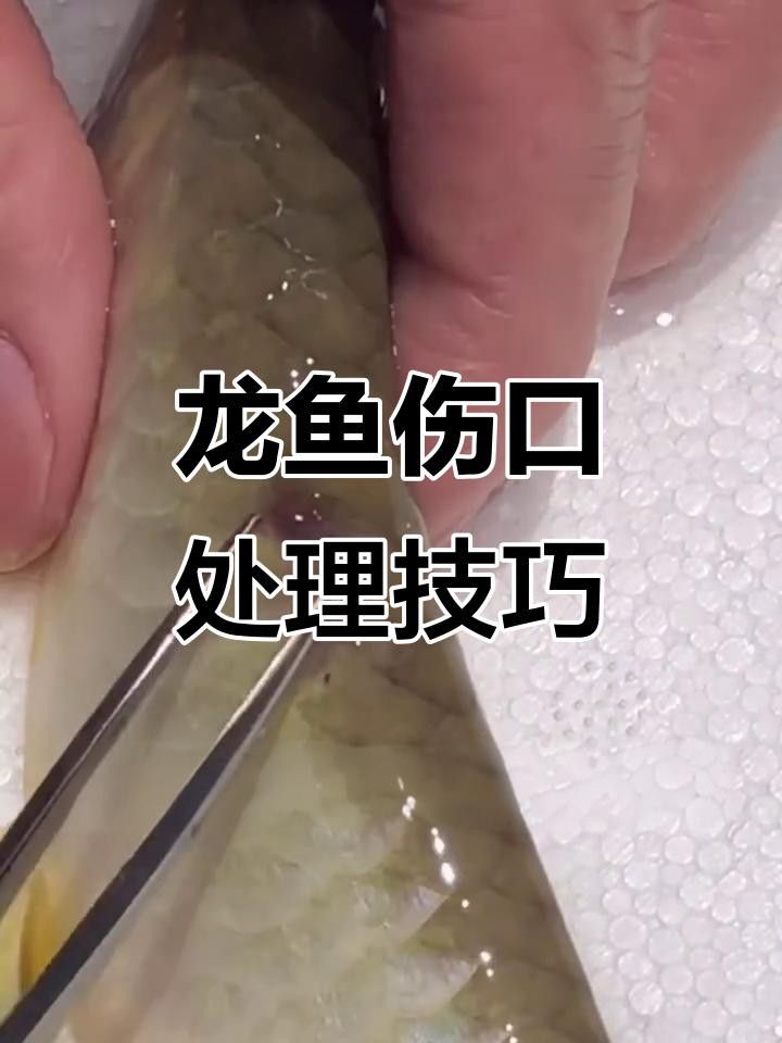 如何預防龍魚傷口感染