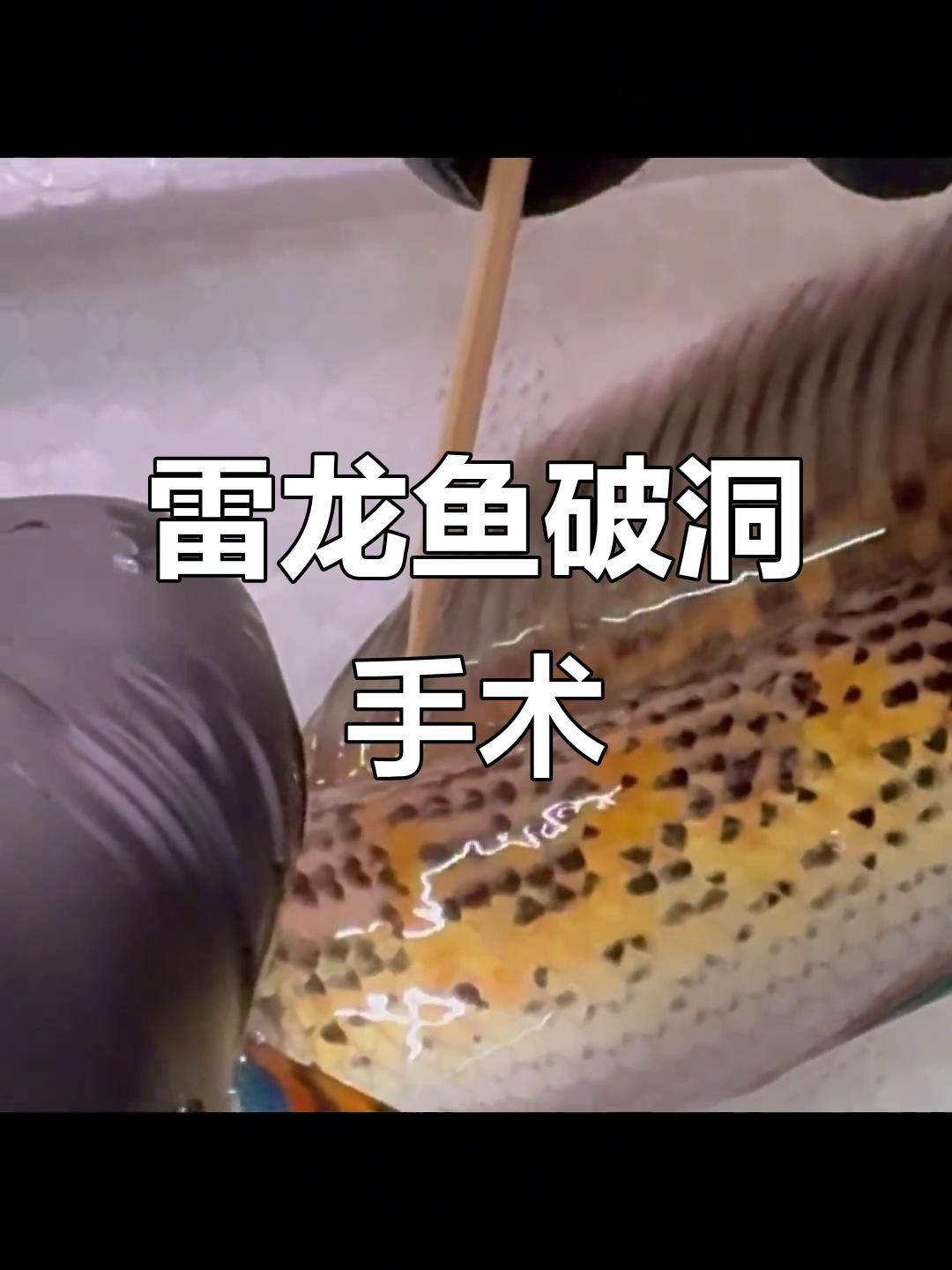如何預防龍魚傷口感染