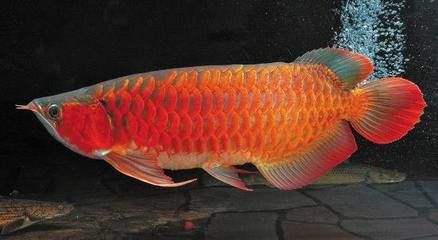 紅龍魚(yú)腮內(nèi)翻怎么辦：紅龍魚(yú)腮內(nèi)翻怎么辦紅龍魚(yú)腮內(nèi)翻的處理方法如下