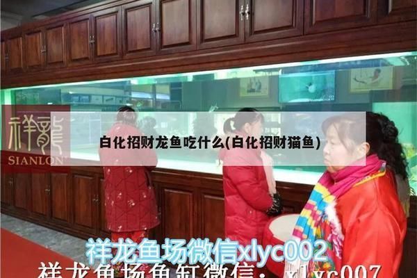 龍魚之家魚缸怎么樣：龍魚之家水族館，探索神秘水族世界的瑰寶