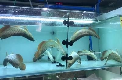 龍魚翻白肚怎么搶救：龍魚翻白肚后如何搶救