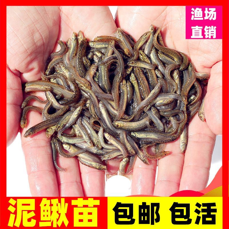 養龍魚喂什么餌料好一點：養龍魚喂什么餌料好