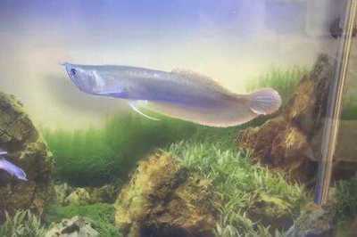 銀龍魚多少錢（銀龍魚價格因多種因素而異） 銀龍魚多少錢（銀龍魚價格因多種因素而異） 龍魚百科 第4張