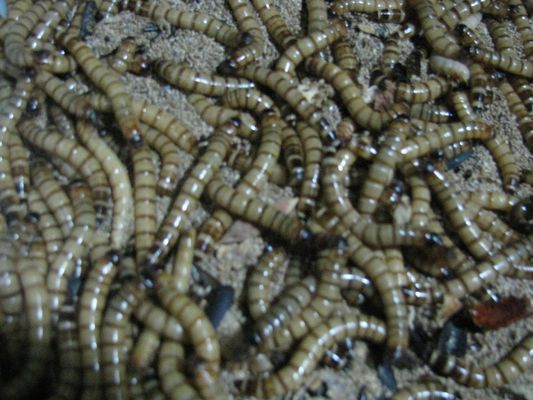 紅龍魚喂了三年大麥蟲：紅龍魚營養(yǎng)均衡飲食方案