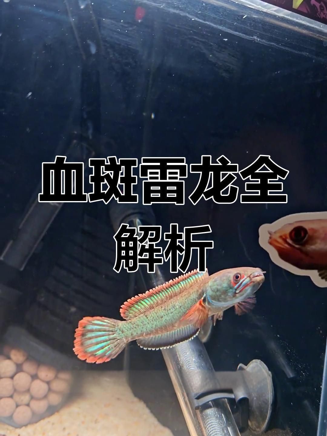 雷龍魚有哪些觀賞價值？