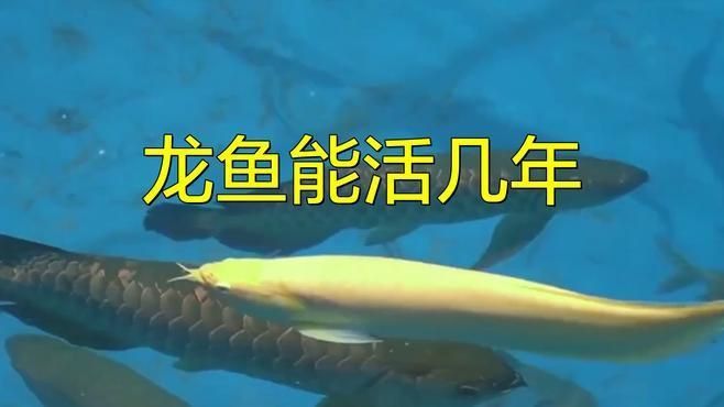 金龍魚壽命有多長？