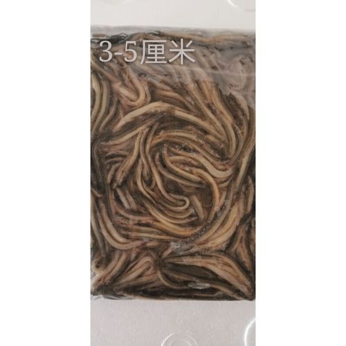 紅龍魚變色期間可以喂什么？