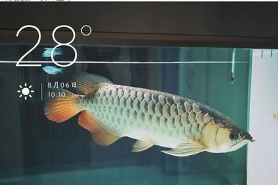 龍魚晚上關燈就跳缸,不吃食怎么辦：龍魚晚上關燈跳缸、不吃食怎么辦