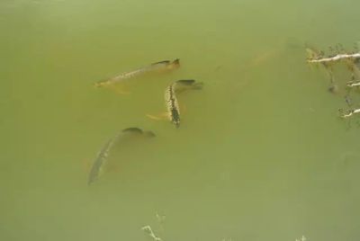 養龍魚要加鹽嗎（養龍魚是否需要加鹽取決于多種因素）