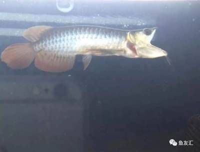 龍魚總是來回游很快怎么辦：龍魚來回游動可能由多種原因引起，可能是疾病引起的