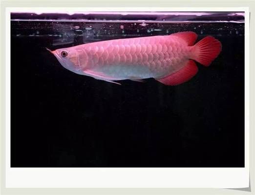 購買龍魚時(shí)的鑒別方法有哪些呢英語（如何判斷龍魚品種） 購買龍魚時(shí)的鑒別方法有哪些呢英語（如何判斷龍魚品種） 龍魚百科 第1張