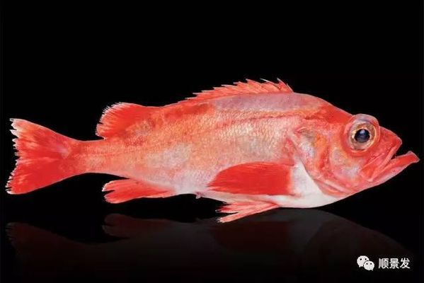 購買龍魚時(shí)的鑒別方法有哪些呢英語（如何判斷龍魚品種） 購買龍魚時(shí)的鑒別方法有哪些呢英語（如何判斷龍魚品種） 龍魚百科 第4張