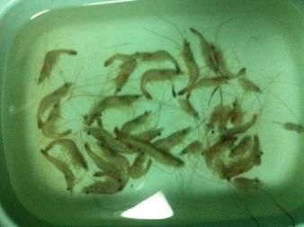 龍魚喂小河蝦要去殼嗎怎么喂：龍魚喂小河蝦是否需要去殼