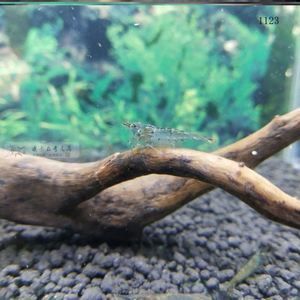 龍魚喂小河蝦要去殼嗎怎么喂：龍魚喂小河蝦是否需要去殼
